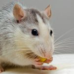 Des professionnels pour désinfecter une maison infestée de rats à Metz