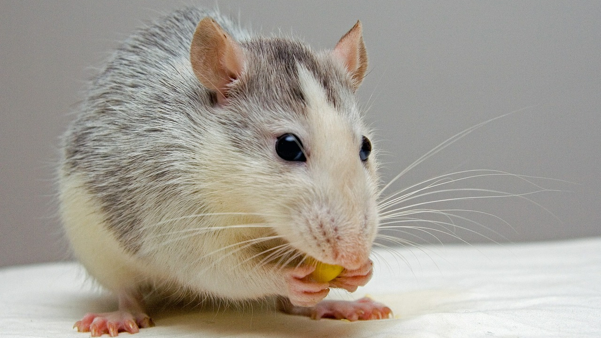 Des professionnels pour désinfecter une maison infestée de rats à Metz